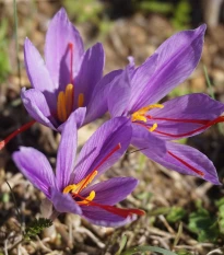 Šafrán setý - Crocus sativus - hlízy krokusu - 3 ks