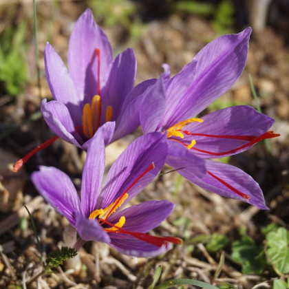 Šafrán setý - Crocus sativus - hlízy krokusu - 3 ks