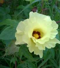 Mexická bavlna - Gossypium hirsutum - semena bavlny - 5 ks