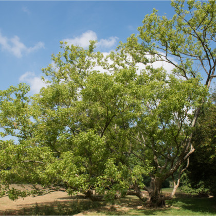 Javor jasanolistý - Acer negundo - semena javoru - 12 ks