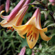 Lilie African Queen - Lilium - cibule lilie - 1 ks