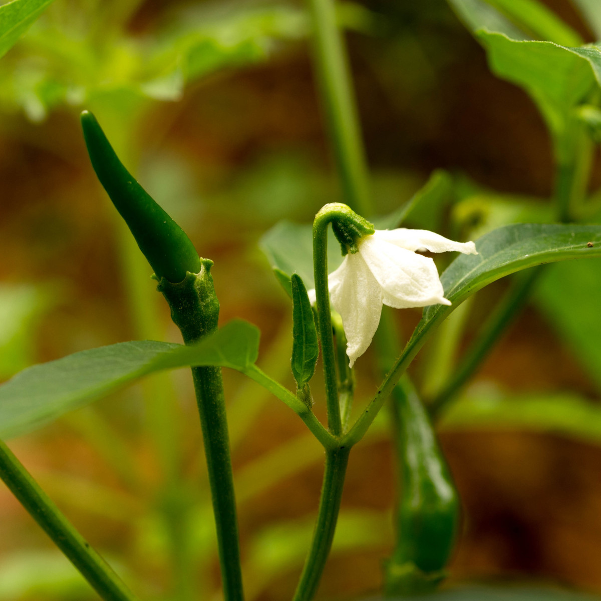 Chilli Kajenský pepř Thick - Capsicum annuum - semena chilli - 6 ks