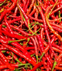 Chilli Kajenský pepř Thick - Capsicum annuum - semena chilli - 6 ks