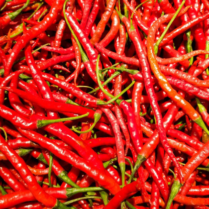 Chilli Kajenský pepř Thick - Capsicum annuum - semena chilli - 6 ks