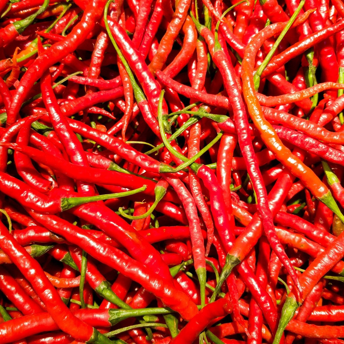 Chilli Kajenský pepř Thick - Capsicum annuum - semena chilli - 6 ks