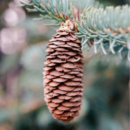 Smrk Wilsonův - Picea wilsonii - semena smrku - 12 ks