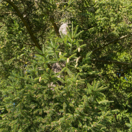 Smrk Wilsonův - Picea wilsonii - semena smrku - 12 ks