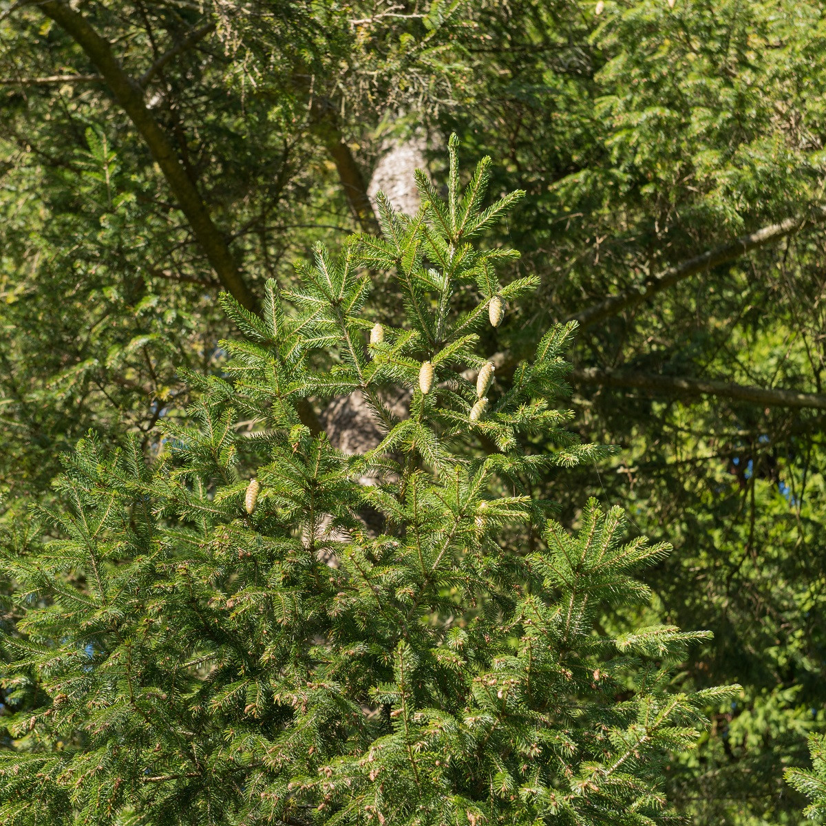 Smrk Wilsonův - Picea wilsonii - semena smrku - 12 ks