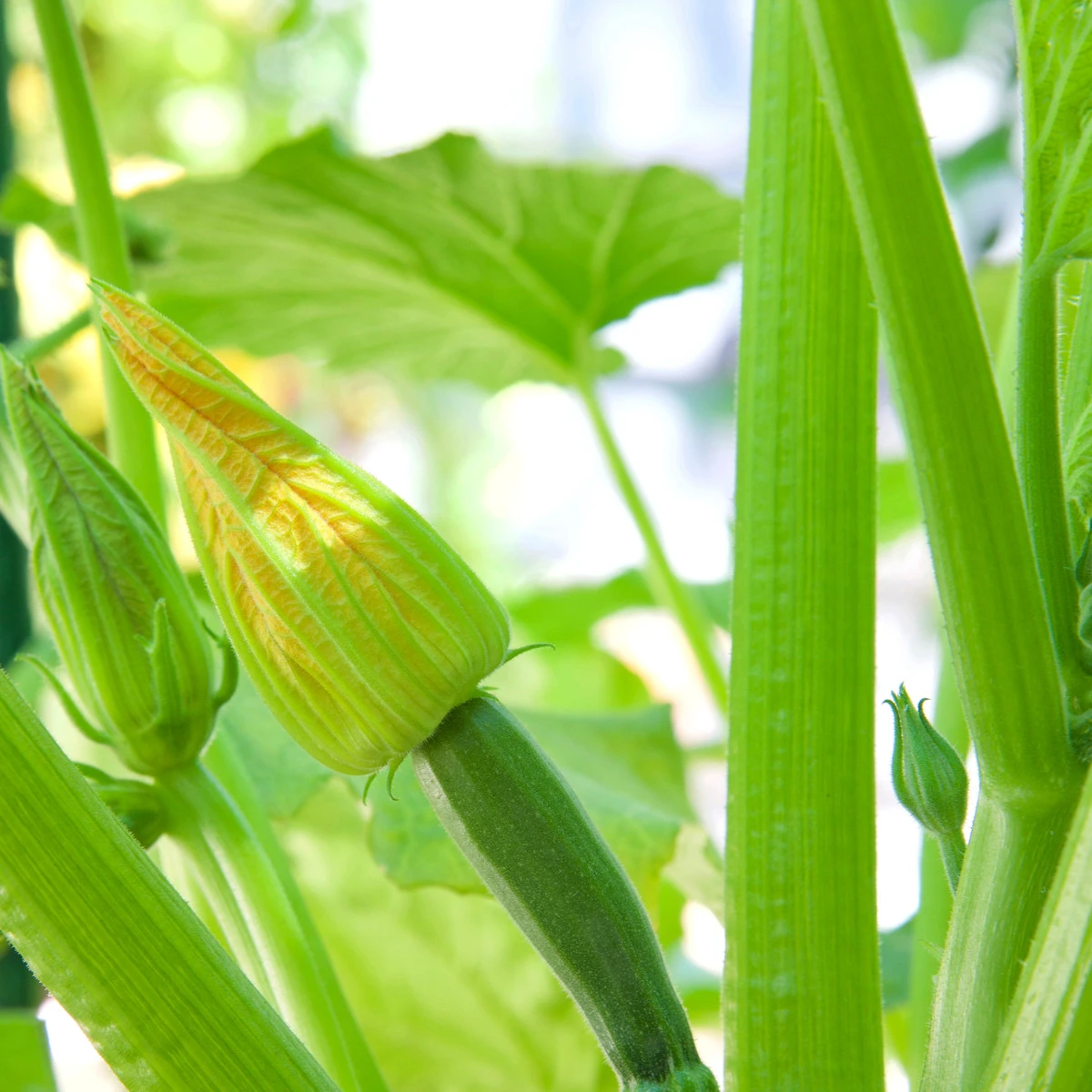 BIO Cuketa Alberello - Cucurbita pepo - bio semena cukety - 5 ks