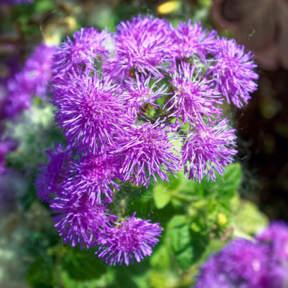 Nestařec americký Red Sea - Ageratum houstonianum - semena nestařce - 30 ks