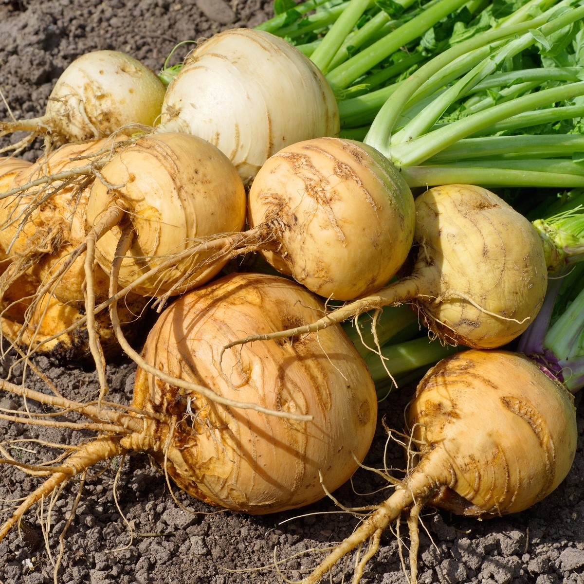 BIO Tuřín Wilhelmsburger - Brassica napus var. napobrassica - bio semena tuřínu - 100 ks