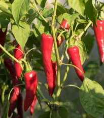 BIO Chilli Kajenský pepř - Capsicum annuum - bio semena chilli - 7 ks