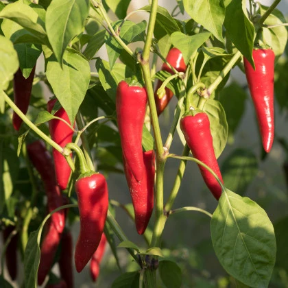 BIO Chilli Kajenský pepř - Capsicum annuum - bio semena chilli - 7 ks