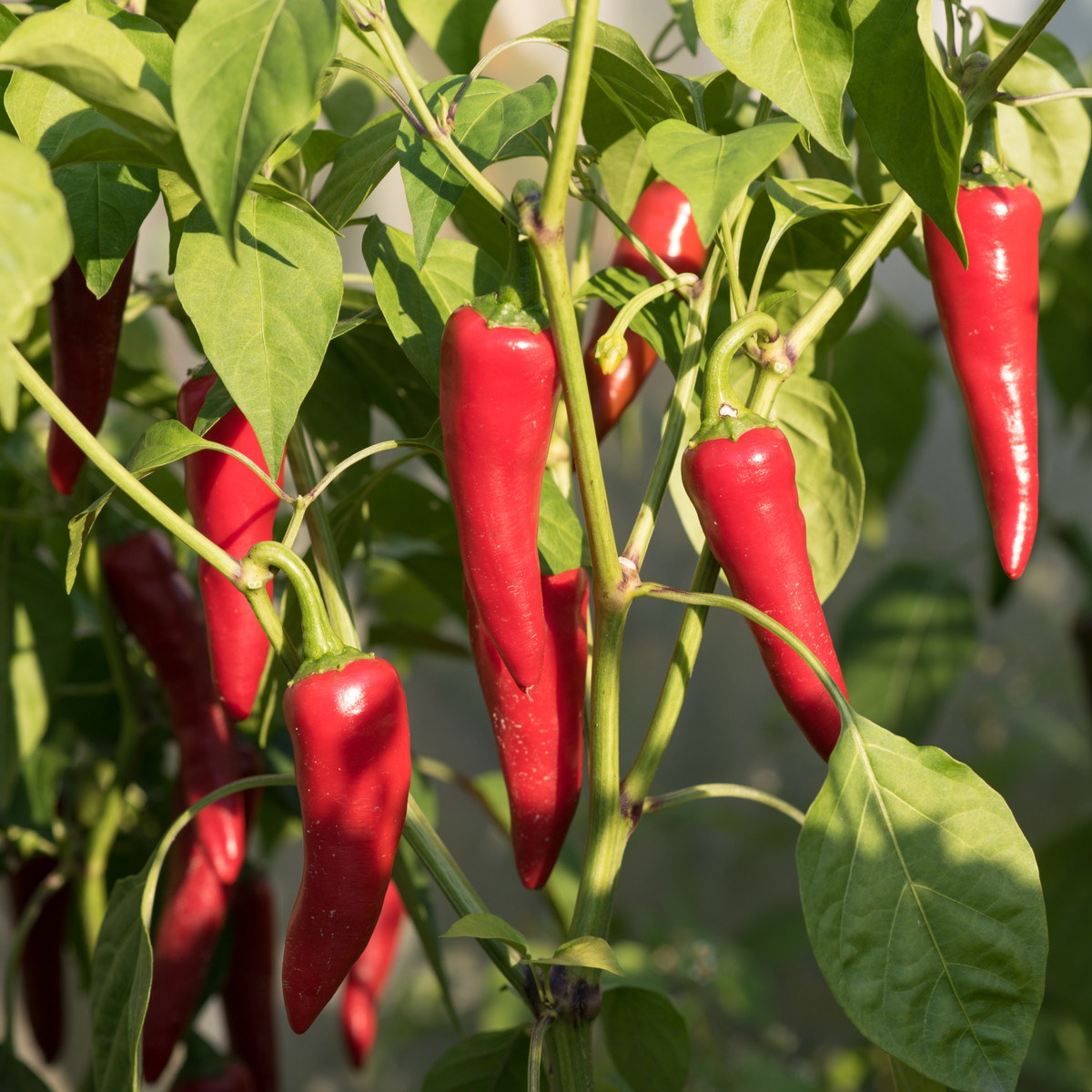 BIO Chilli Kajenský pepř - Capsicum annuum - bio semena chilli - 7 ks