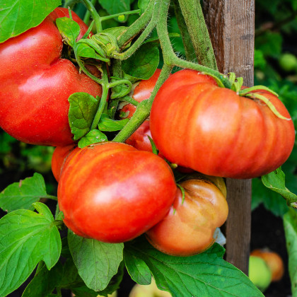 BIO Rajče Brandywine červené - Solanum lycopersicum - bio semena rajčete - 7 ks