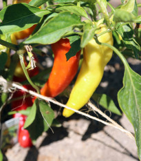 Paprika Sladký banán - Capsicum annuum - semena papriky - 9 ks