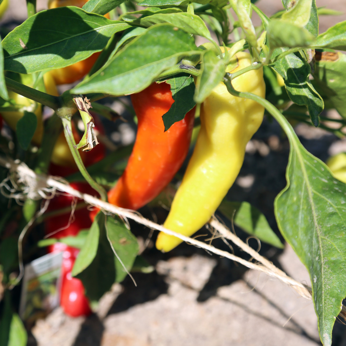 Paprika Sladký banán - Capsicum annuum - semena papriky - 9 ks