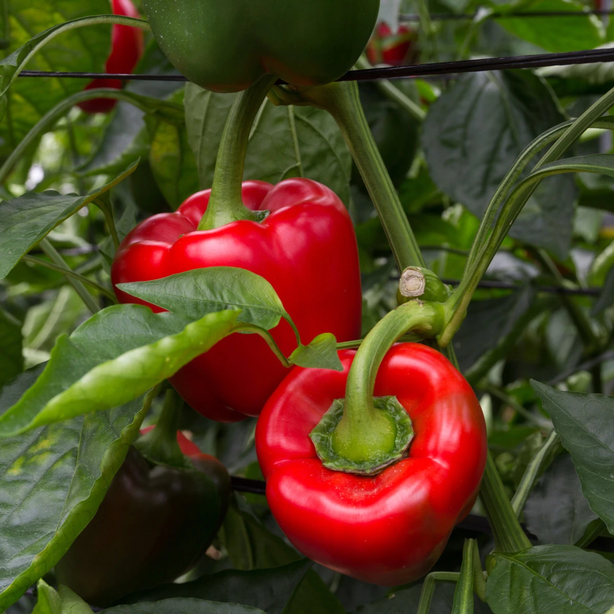 Paprika California Wonder - Capsicum annuum - semena papriky - 20 ks