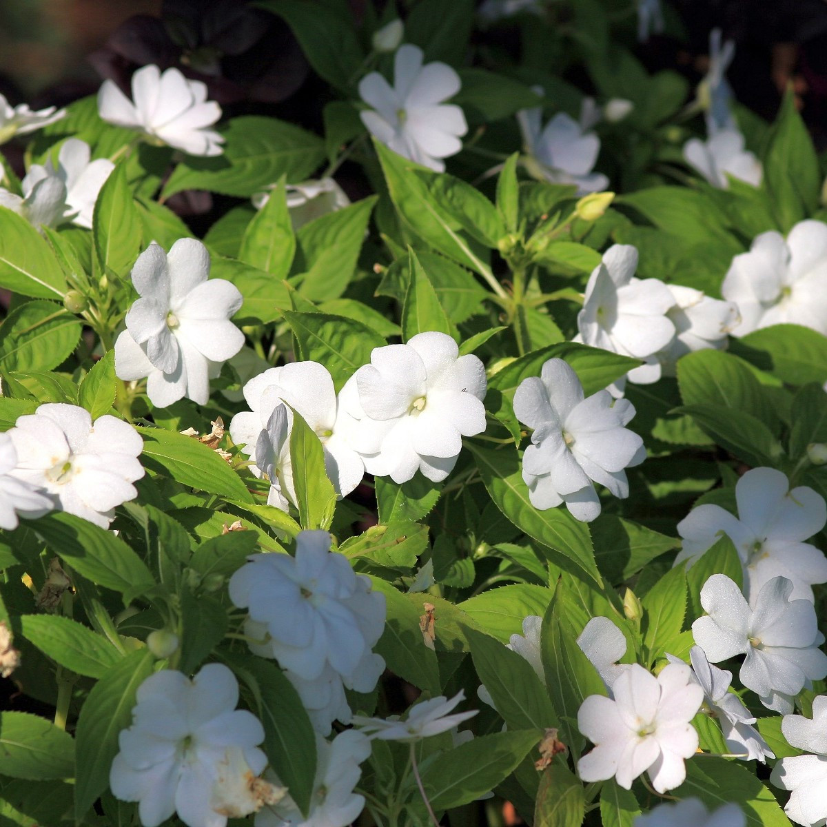 Netýkavka bílá Campos F1 - Impatiens walleriana - semena netýkavky - 20 ks