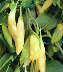 BIO Chilli Lemon Drop - Capsicum baccatum - semena chilli - 7 ks