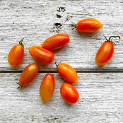 BIO Rajče Blush - Solanum lycopersicum - bio semena rajčete - 6 ks