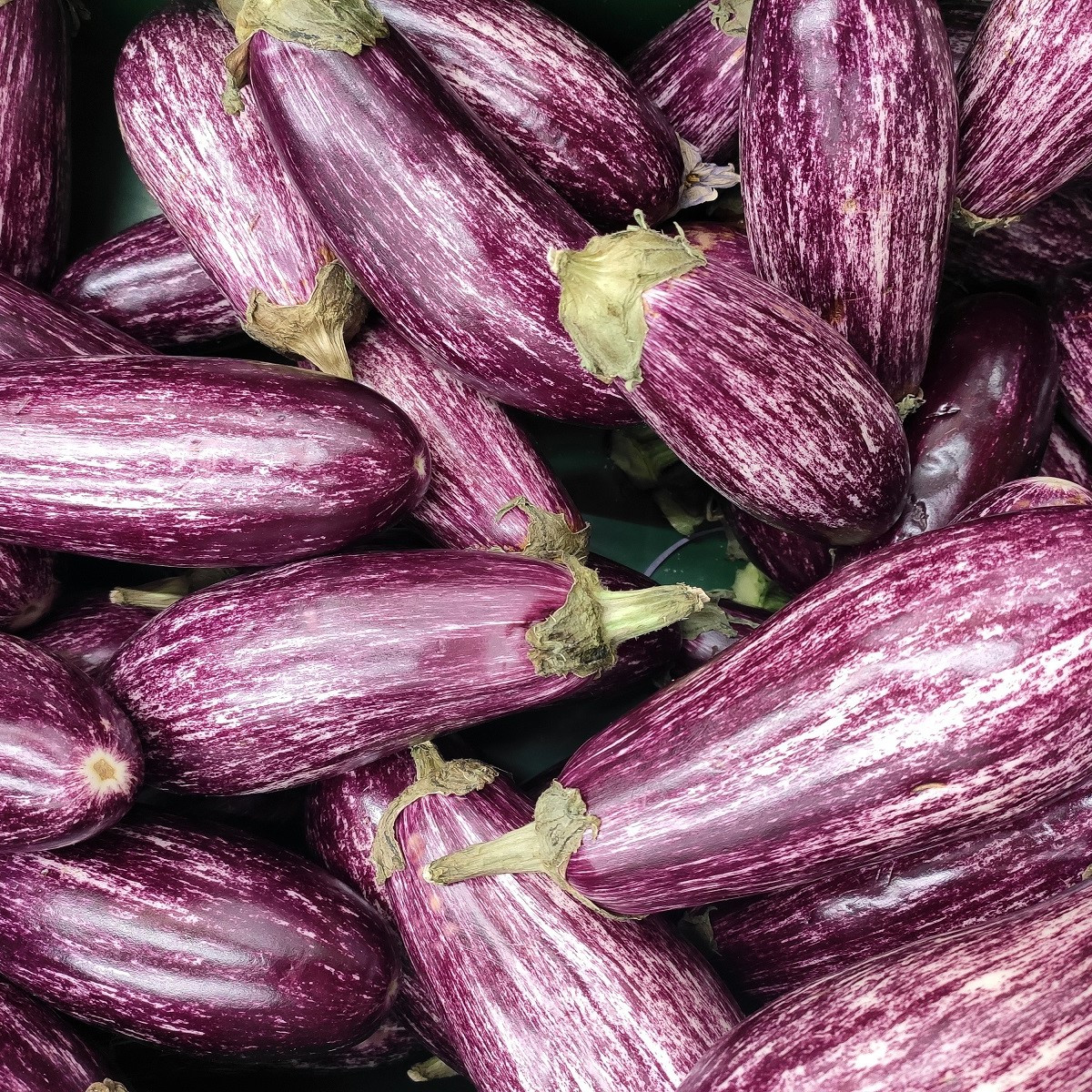 Lilek Jewel Marble - Solanum melongena - semena lilku - 10 ks