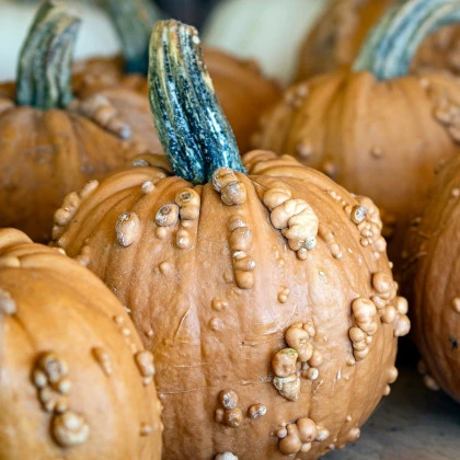 Dýně okrasná Grizzly Bear F1 PMT - Cucurbita pepo - semena dýně - 7 ks