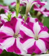 Petúnie Musica Purple Star F1 - Petunia x grandiflora - semena petúnie - 30 ks