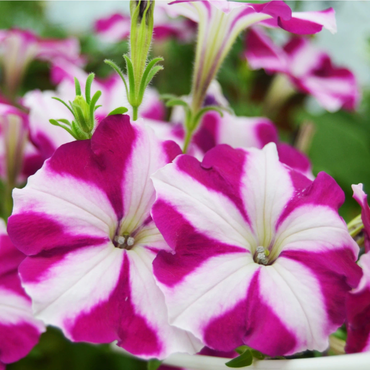 Petúnie Musica Purple Star F1 - Petunia x grandiflora - semena petúnie - 30 ks
