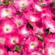 Petúnie Musica Pink Morn F1 - Petunia x grandiflora - semena petúnie - 30 ks