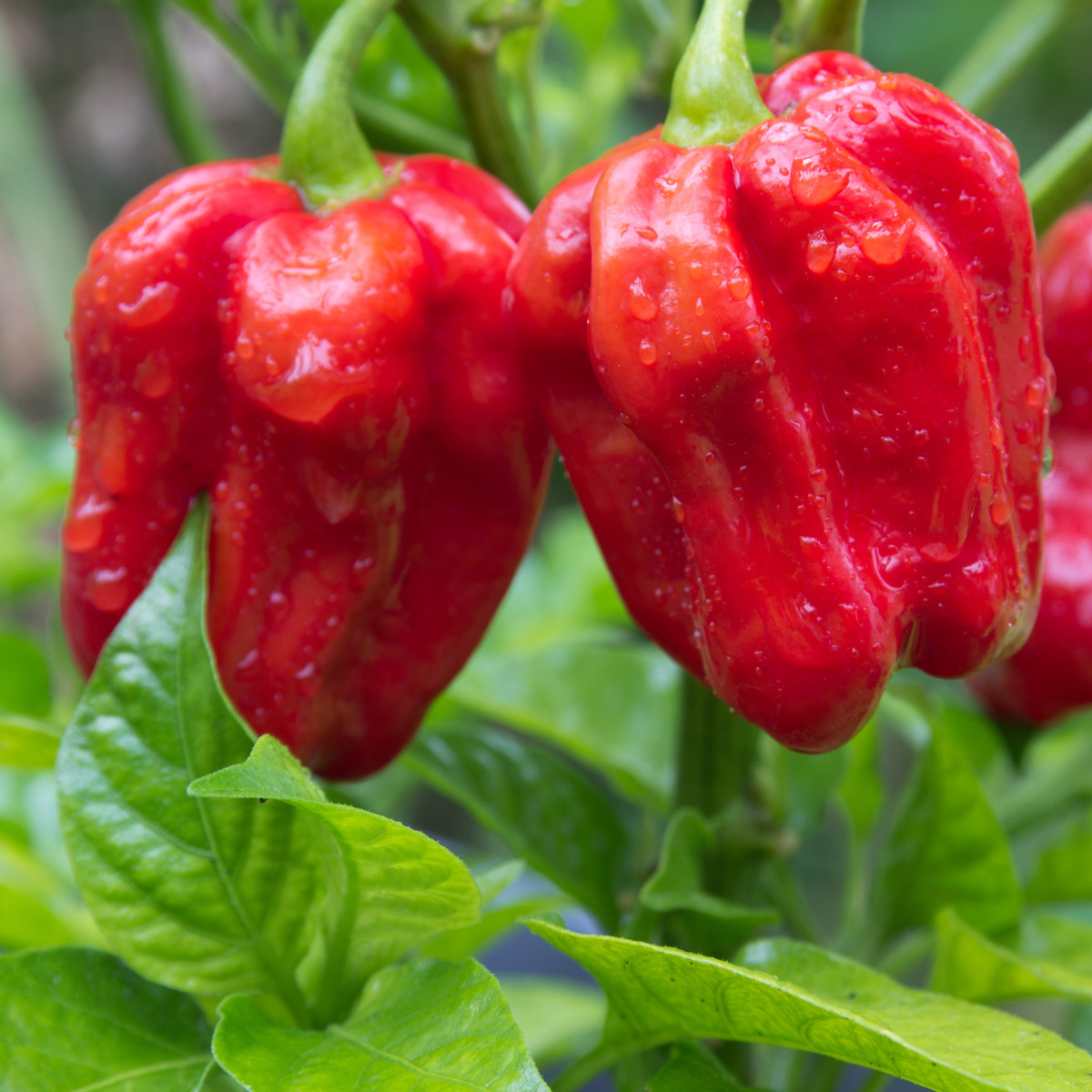 BIO Chilli Habanero červené - Capsicum chinense - bio semena chilli - 6 ks