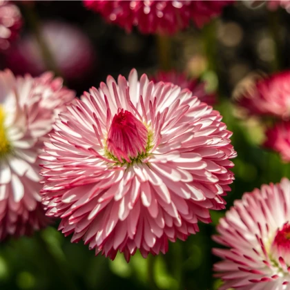 Sedmikráska růžová Roggli - Bellis perennis - semena sedmikrásky - 50 ks