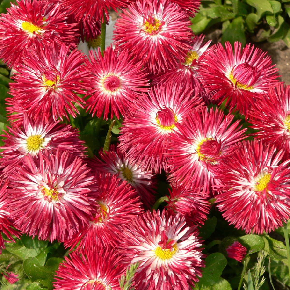 Sedmikráska červená Roggli - Bellis perennis - semena sedmikrásky - 50 ks