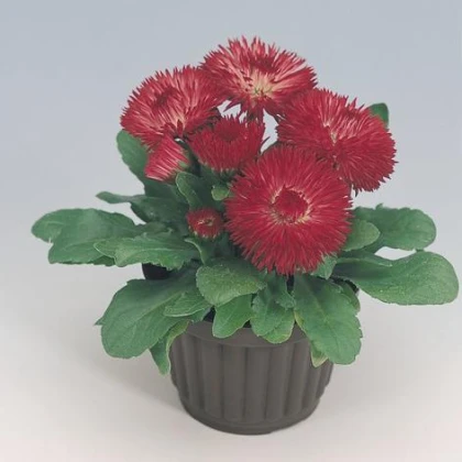 Sedmikráska červená Roggli - Bellis perennis - semena sedmikrásky - 50 ks