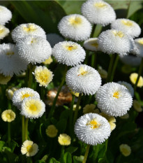 Sedmikráska bílá Roggli - Bellis perennis - semena sedmikrásky - 50 ks