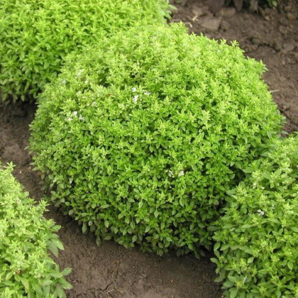 Bazalka pravá Compact - Ocimum basilicum - semena bazalky - 400 ks