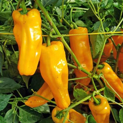 BIO Chilli Marseillais - Capsicum annuum - bio semena chilli - 7 ks