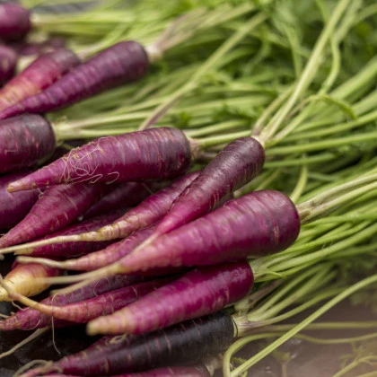 BIO Mrkev fialová Gniff - Daucus carota - bio semena mrkve - 400 ks