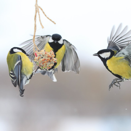 Ptačí mls - Lojové koule - Letní krmivo - 4 ks