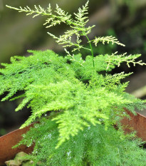 Chrzan gęstokwiatowy - Asparagus plumosus - nasiona chrzanu - 15 szt.
