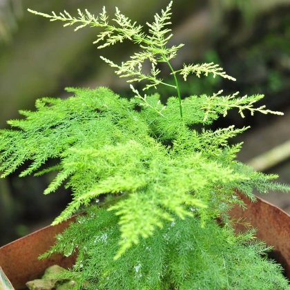 Chrzan gęstokwiatowy - Asparagus plumosus - nasiona chrzanu - 15 szt.