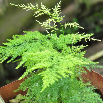 Chřest hustokvětý - Asparagus plumosus - semena chřestu - 5 ks