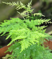 Chrzan gęstokwiatowy - Asparagus plumosus - nasiona chrzanu - 15 szt.