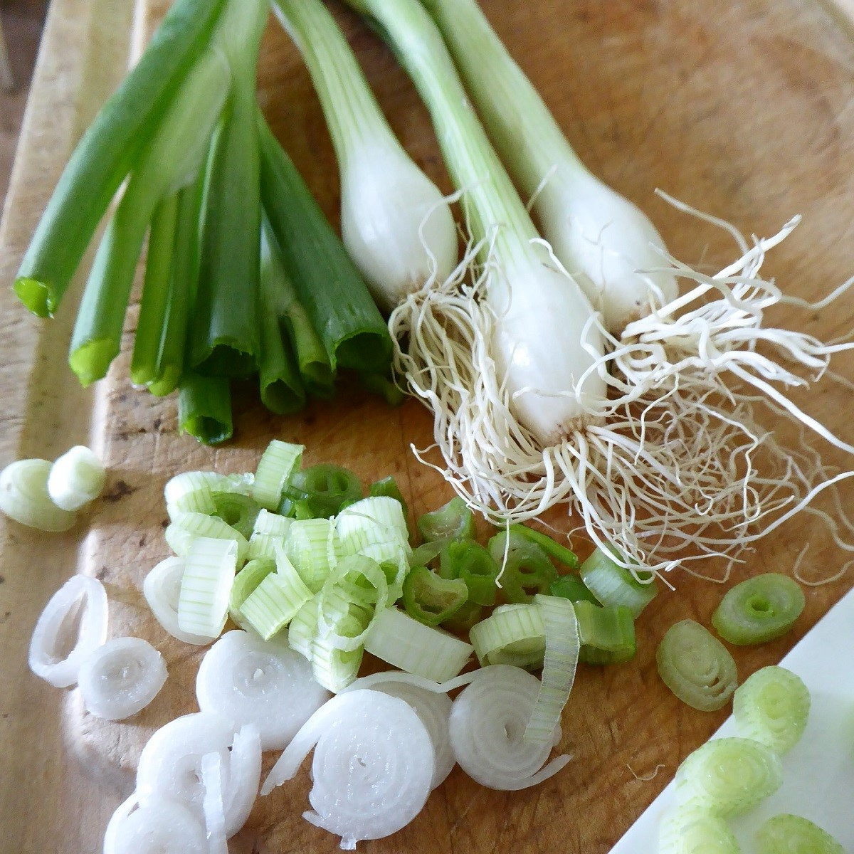 BIO Cibule jarní Bílý Lisabon - Allium cepa - bio semena cibule - 100 ks