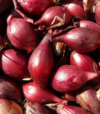 BIO Cibule Rossa di Firenze - Allium cepa - bio semena cibule - 100 ks