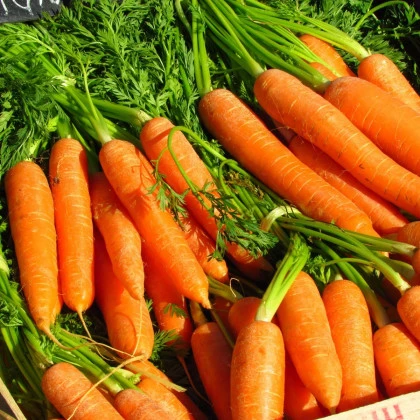 BIO Mrkev Laguna F1 - Daucus carota - bio semena mrkve - 200 ks