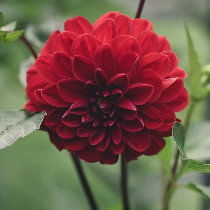 Jiřinka Thomas Edison - Dahlia - hlízy jiřinky - 1 ks