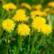 BIO Pampeliška - Taraxacum officinalis - bio semena smetánky - 400 ks