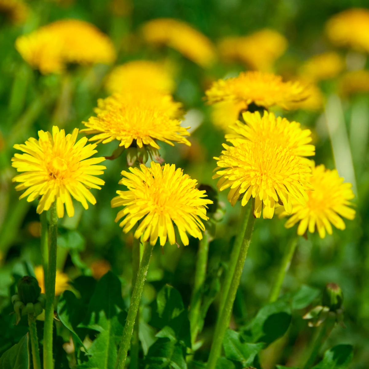 BIO Pampeliška - Taraxacum officinalis - bio semena smetánky - 400 ks