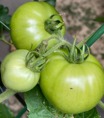 BIO Pomidor White Beauty - Solanum lycopersicum - bio nasiona pomidora - 20 szt.